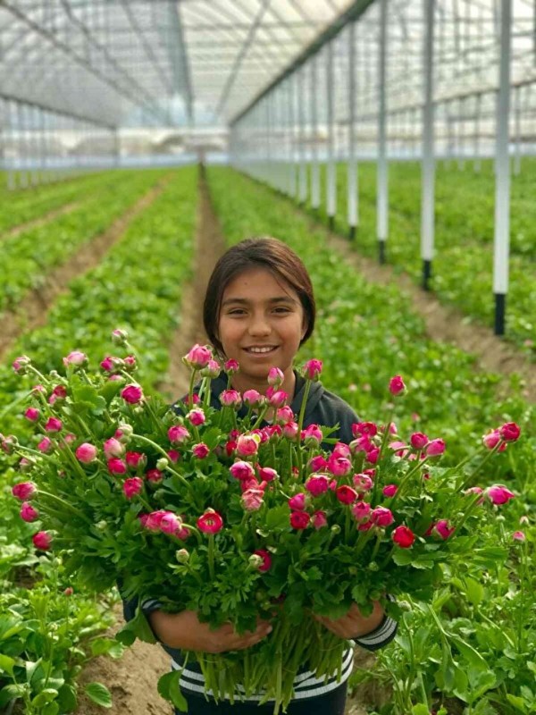 Kimse üretmeye cesaret edemiyor: Türkiye'de yetiştirilip Avrupa'ya gönderiliyor