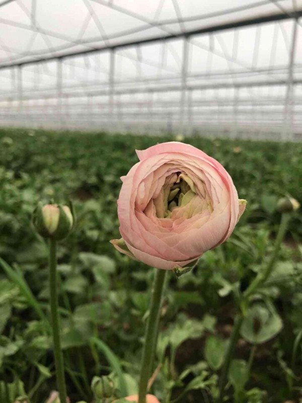 Kimse üretmeye cesaret edemiyor: Türkiye'de yetiştirilip Avrupa'ya gönderiliyor