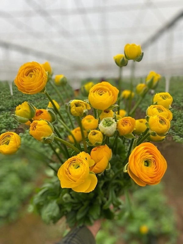 Kimse üretmeye cesaret edemiyor: Türkiye'de yetiştirilip Avrupa'ya gönderiliyor