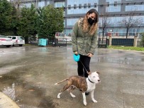 Istanbul'da 11 Gelincige Çip Takildi