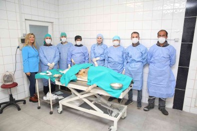 Nilüfer'de Sahipsiz Can Dostlar Kisirlastiriliyor