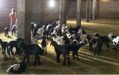 Mus'ta 550 Bin Kuzu Ve 40 Bin Oglagin Dogumu Bekleniyor
