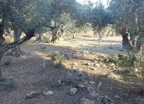 Zeytin Hirsizlari Yakalandi