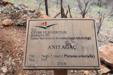 500 Yillik Anit Agacin Levhasina Sehven 100 Yasinda Oldugu Yazildi