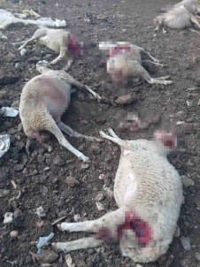 Agila Giren Kurtlar 13 Koyunu Telef Etti