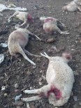 Agila Giren Kurtlar 13 Koyunu Telef Etti