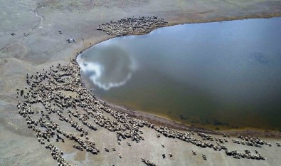 Kalp Gölü'ne Su Içmeye Gelen Sürüler Kartpostallik Görüntüler Olusturdu