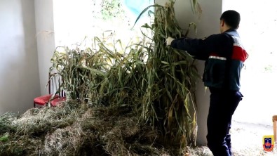 Rize'de 5 Ilçede Yapilan Es Zamanli Operasyonlarda 14 Kisi Gözaltina Alindi