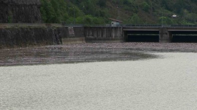 Artvin'de Sel Sulari Muratli Baraj Gölünü Çöplüge Döndürdü