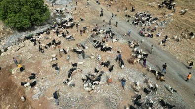 Sirnak'ta 35 Bin Lira Maas Alan Çobanlar Tatile Girdi