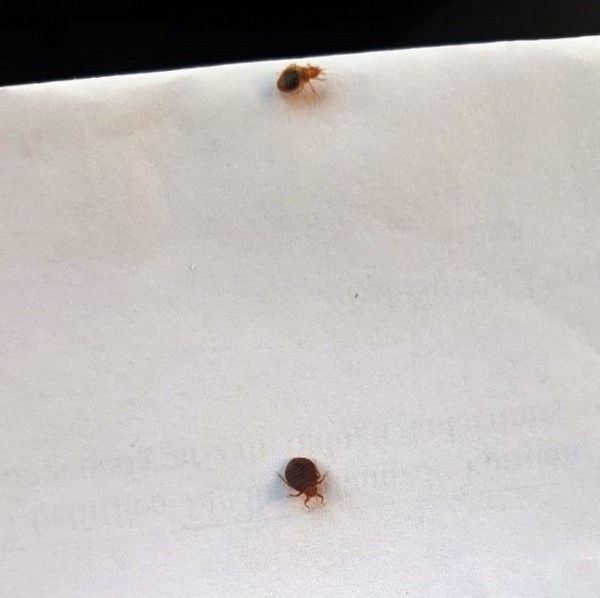 Geceleri saklanıyorlar, insanın uyumasını bekleyip kanını emiyorlar