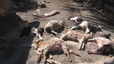 Ankara'da başıboş köpekler, 50’den fazla küçükbaş hayvanı telef etti