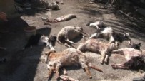Ankara'da başıboş köpekler, 50’den fazla küçükbaş hayvanı telef etti