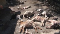 Baskent'te Basibos Köpekler 50'Den Fazla Küçükbas Hayvani Telef Etti