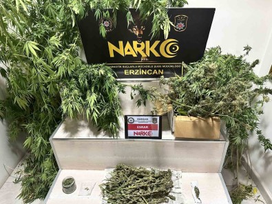 Erzincan'da 1.285 Gram Esrar Ve 11 Kök Kenevir Ele Geçirildi