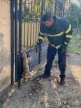 Hatay'da Parmakliklara Sikisan Kedi Kurtarildi