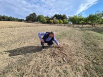 Kurak Hava Safrani Da Vurdu