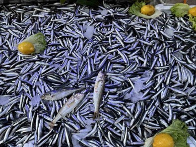 Sinop'ta Hamsi Bereketi Açiklamasi Kilosu 50 Lira