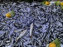 Sinop'ta Hamsi Bereketi Açiklamasi Kilosu 50 Lira