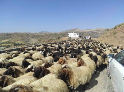 Yayla Sezonunu Kapatan Göçerler, 2 Ay Süren Yolculuga Basladi