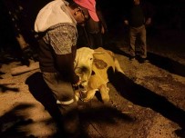 50 Metrelik Uçuruma Yuvarlanan Hayvan, 11 Saatlik Çalismayla Kurtarildi