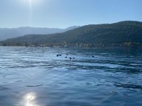 Yüzerek Geçmeye Çalistilar, Yakalandilar