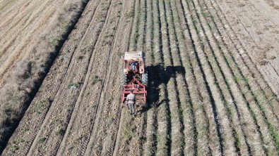 Kastamonu'da Hasadi Yapilan Patatesin Fiyati Çiftçilerin Yüzünü Güldürüyor