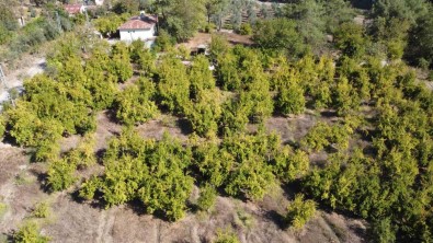 Tescilli Kuytucak Narinda Hasat Basladi