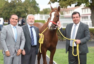 Safkan Arap Tayi 5 Milyona Alici Buldu