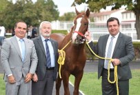 Safkan Arap Tayi 5 Milyona Alici Buldu