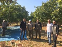 Dinar'da Ceviz Hasadi Basladi