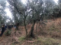 Zeytin Agacina Asili Bulunan Kadin Çocuklarini Sevgilisine Emanet Etmis