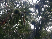 Kestane Üreticisi Bu Yil Endiseli