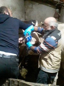 Yonca Yiyerek Sisen 150 Hayvana Müdahale Edildi