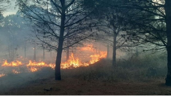 Çanakkale'de orman yangını çıktı