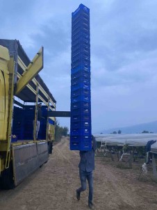 Kasa Herkül'ü Is Basinda