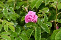 Isparta'da Gül Çiçegi Taban Fiyati 51 Lira Olarak Açiklandi