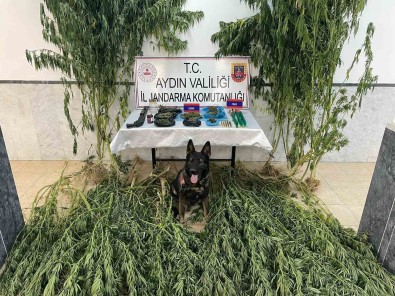 Jandarma Uyusturucu Ile Mücadeleye Devam Ediyor