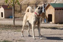 Uzmani Gerçek Kangal Köpeklerinin Özelliklerini Anlatti