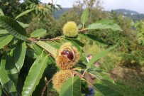 Defneden 16,5 Milyon, Kestaneden 2,4 Milyon TL Gelir