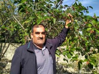 Erzin'de Ahududu Yeniden Meyve Verdi