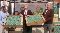 Samsun'da 34 Üreticiye 650 Bin Brokoli Fidesi Dagitildi