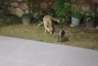 Tunceli'de Tilkiler, Kedilerle Bir Arada Besleniyor