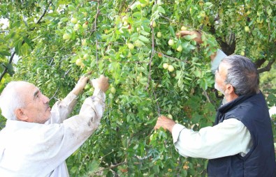 Çit Bitkisi Olarak Dikilen Sifa Deposu 'Hünnap' Gelir Kapisi Oldu