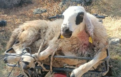 Kurtlar 50 Koyunu Telef Etti