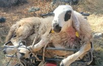 Kurtlar 50 Koyunu Telef Etti