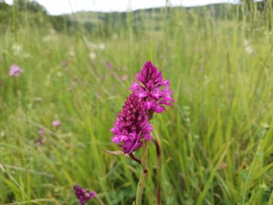 Samsun'da 154 Tür Endemik Bitki Ve Hayvan Bulunuyor