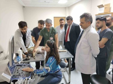 Siirt'te 6 Ayda 153 Yaban Hayvani Tedavi Edilerek Yasam Alanlarina Birakildi