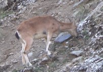 Tunceli'de, Koruma Altinda Bulunan Yaban Keçileri Görüntülendi