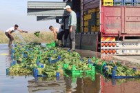 Türkiye'nin Ispanak Deposunda Hasat Zamani Açiklamasi Tarlada 4, Pazarda 20 TL